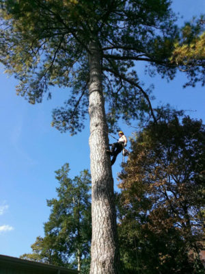 Safe Tree Removal