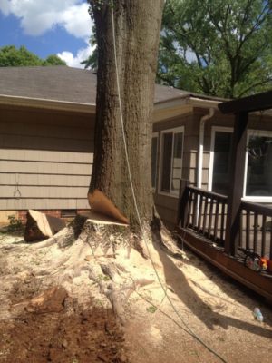 Old Oak Tree Removal
